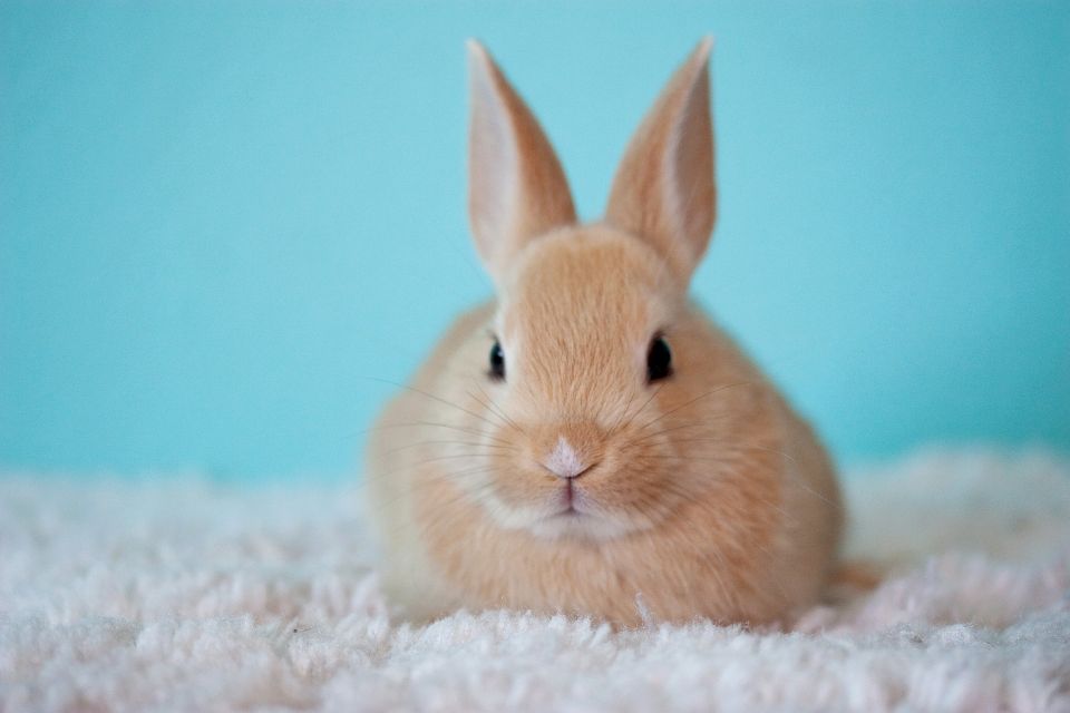 Cute gff884ae77 1920
