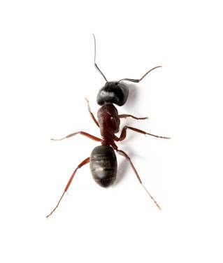 Ant