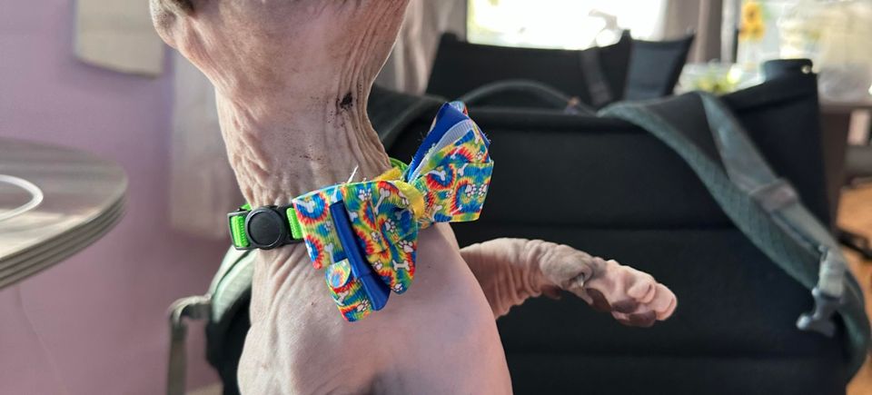 Dog with bone bow 1