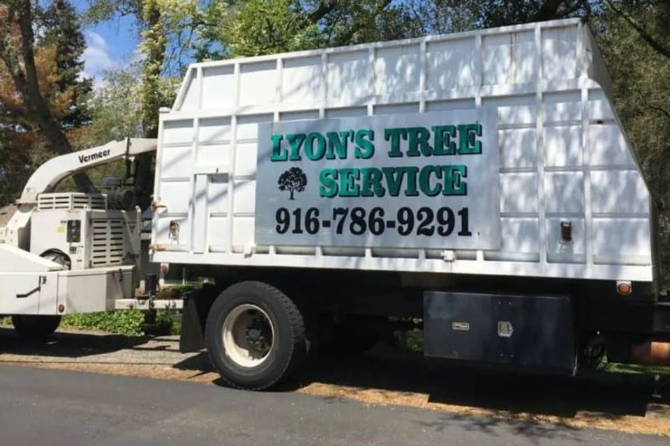 Tree service auburn