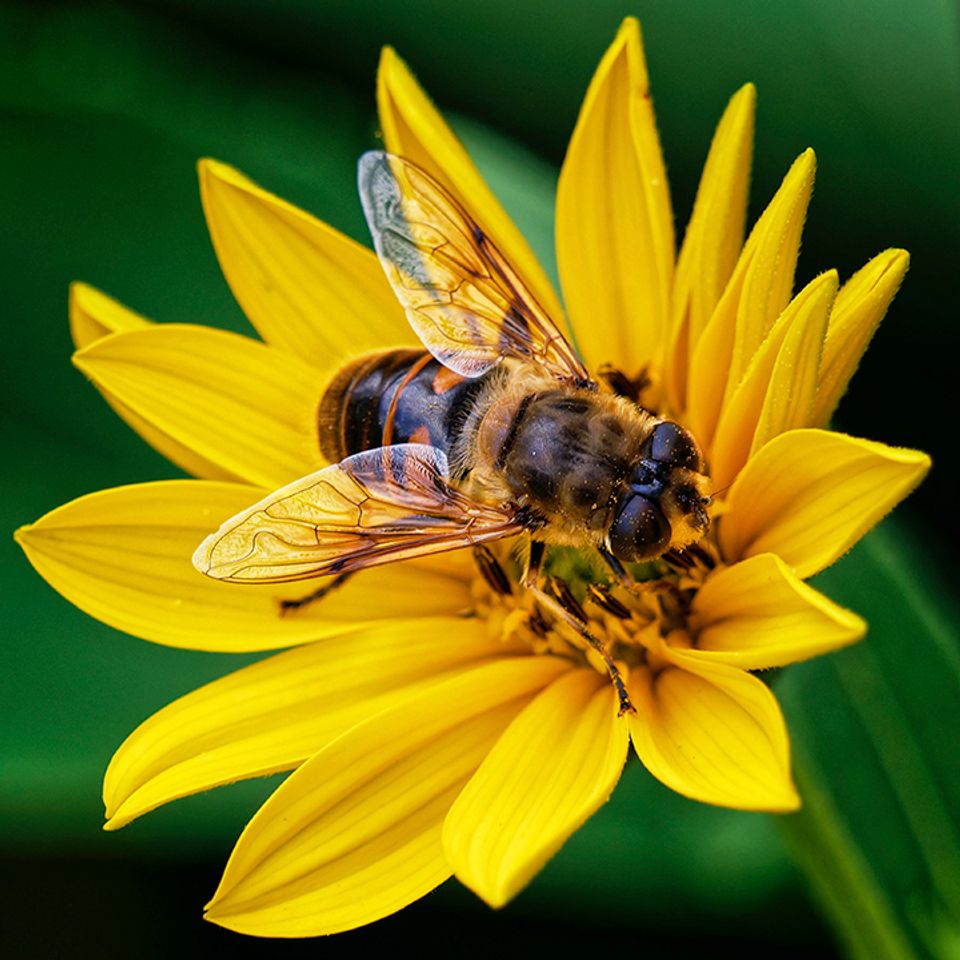Bee on flower smaller