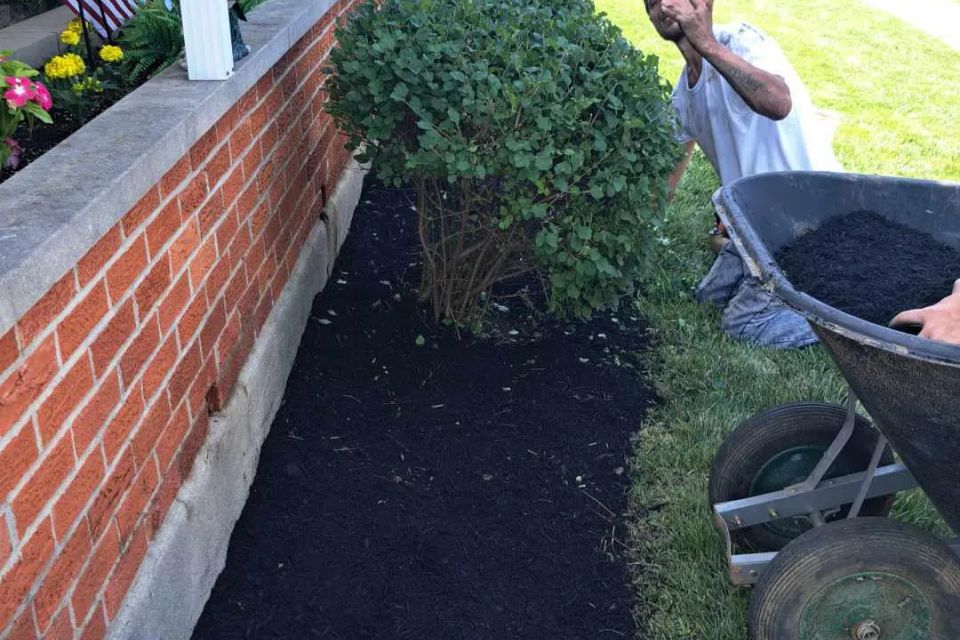 Fresh black mulch being installed around shrubs along the front of a brick home.