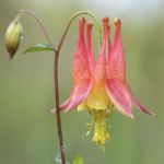Wild columbine 800x800 1