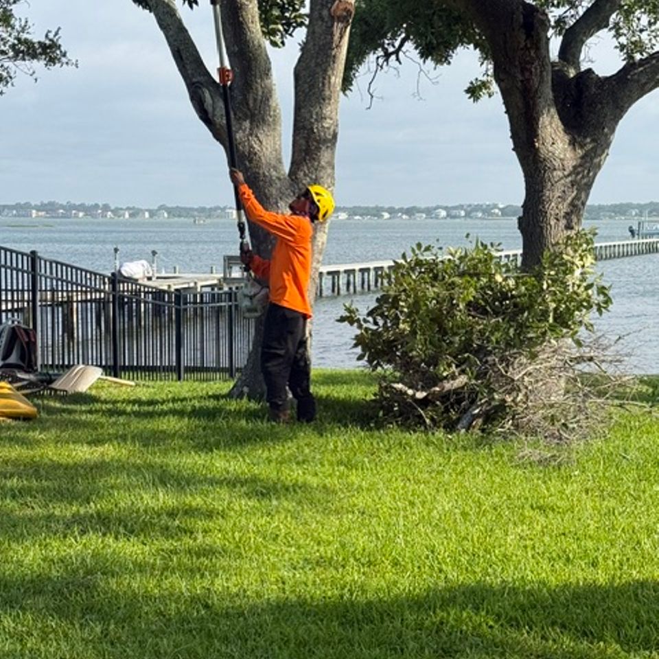 Tree Removal near Kinston NC, Tree Services near Kinston NC, Tree Trimming, Tree Pruning, Stump Grinding, Tree Removal Services Near Me, Tree Trimming Near Me, Emergency Tree Services Near Me, Arborist Services Near Me, Lot Clearing Near Me,