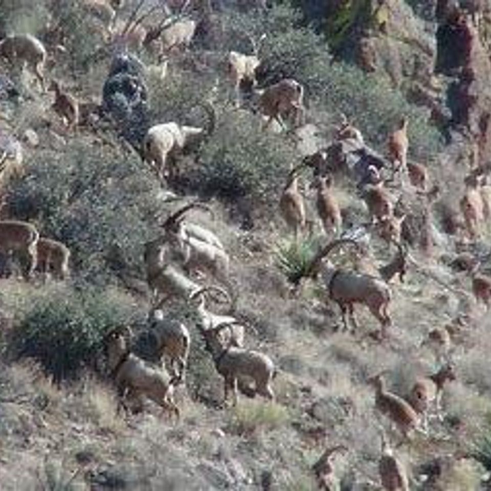 Ibex 3