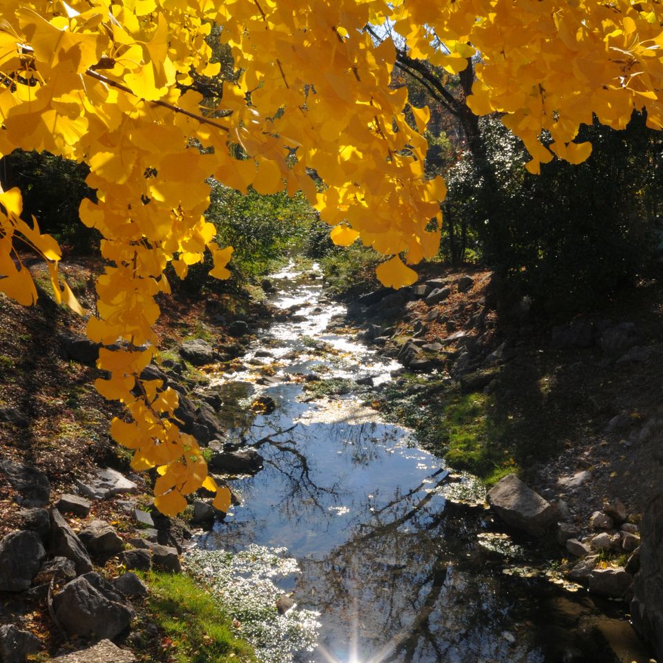 Yellow leave creek 2