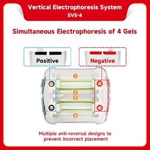Vertical electrophoresis system be sve 4 2