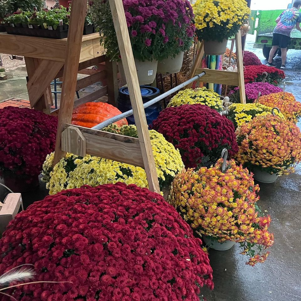 Hocottscolorful