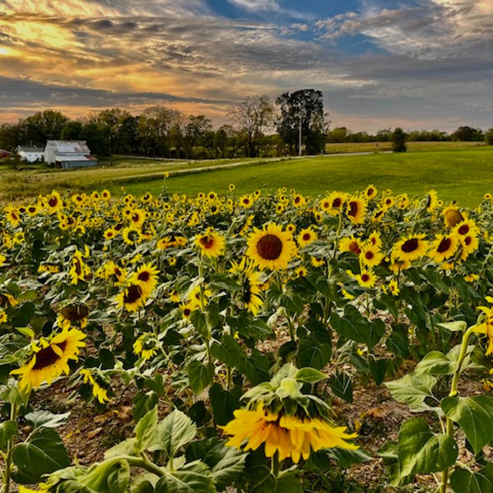 Sunflowers at sunset on campbells farm
