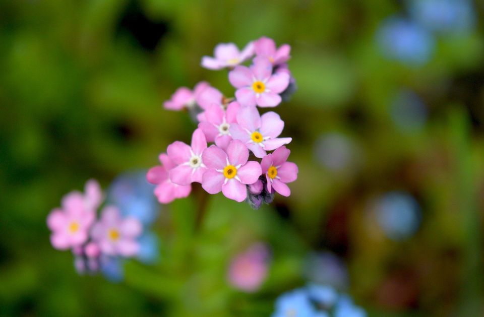 Neelam279 forget me not g52a0afa97 1920