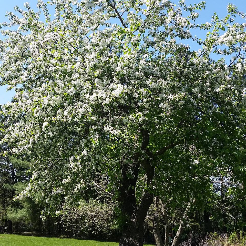 Blossom tree