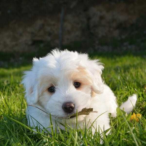 Dog pic