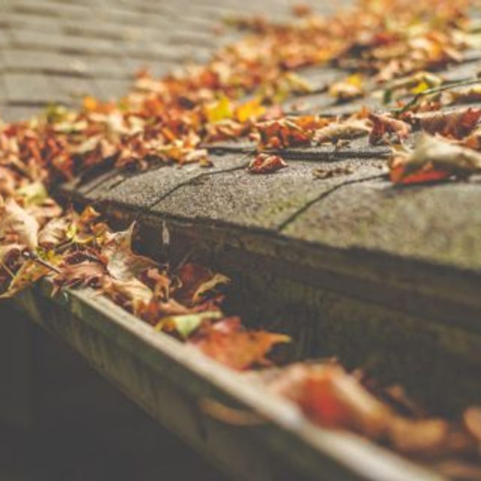 Gutterleaves charlotte