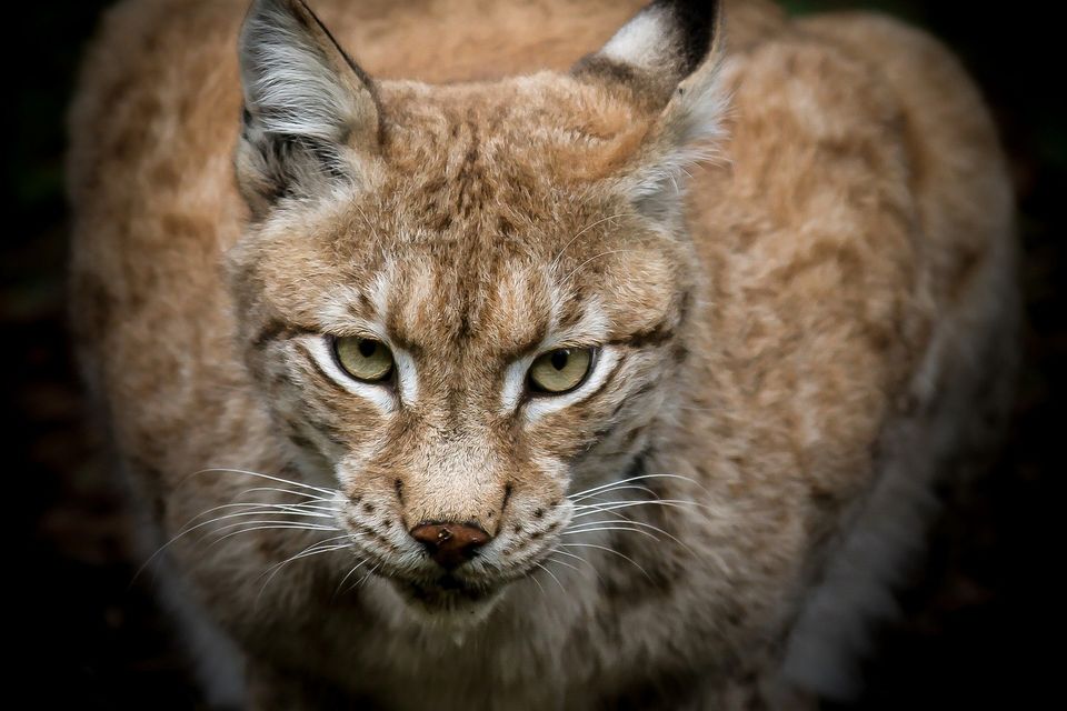 Lynx g763d2c055 1920