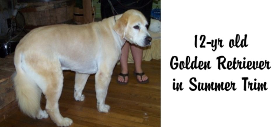 Faces   golden retriever20150623 16889 ix6p85