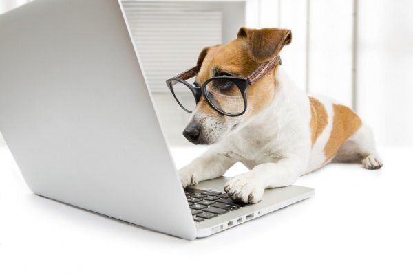 Depositphotos 51511707 stock photo clever dog with computer