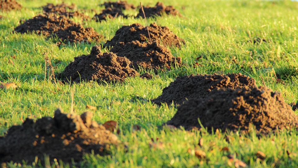 Molehills gb198f77f0 1920