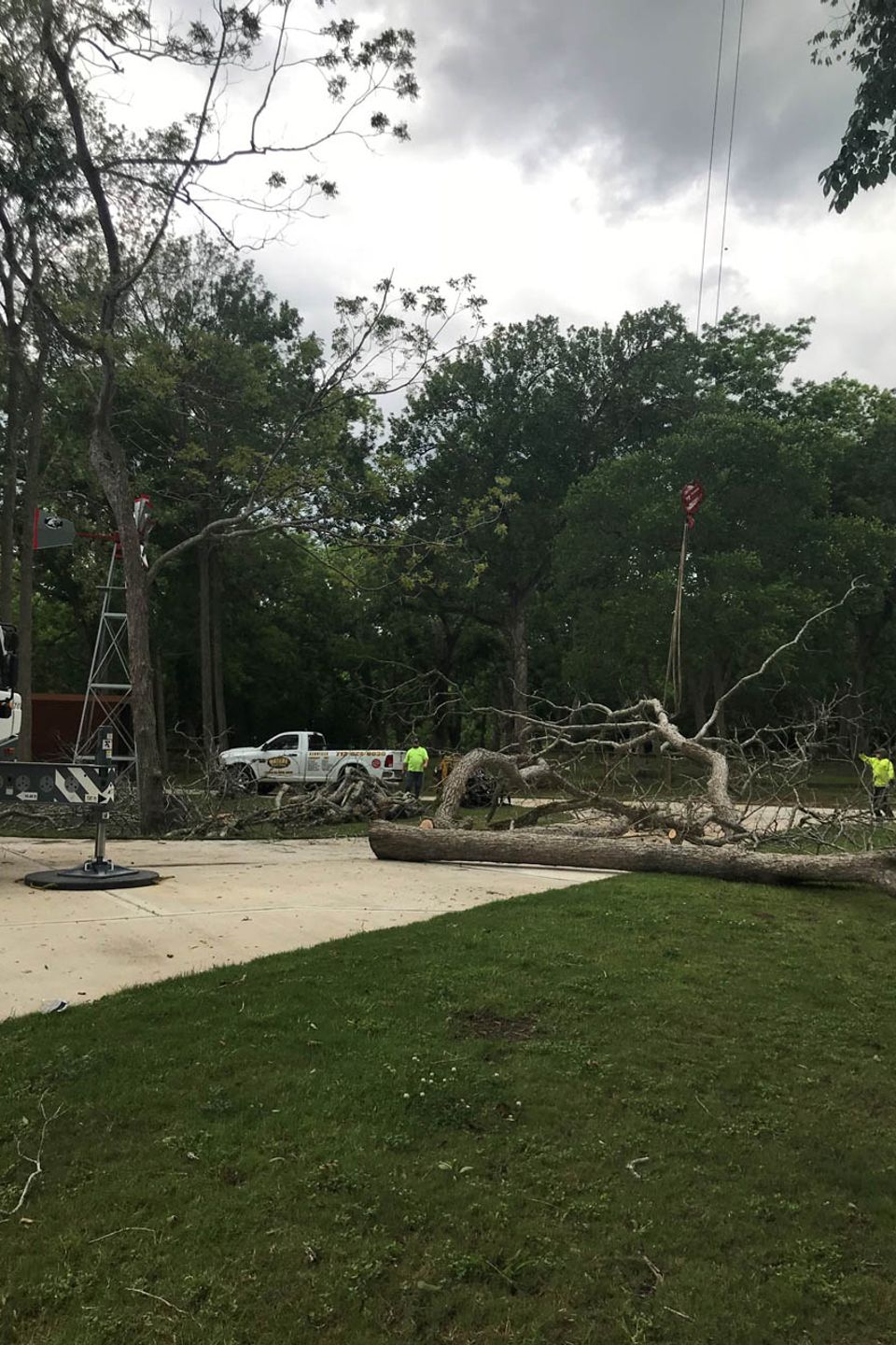 Natures tree tree on ground