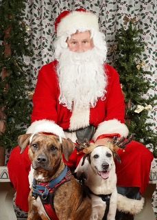 Holiday pet photos save a dog