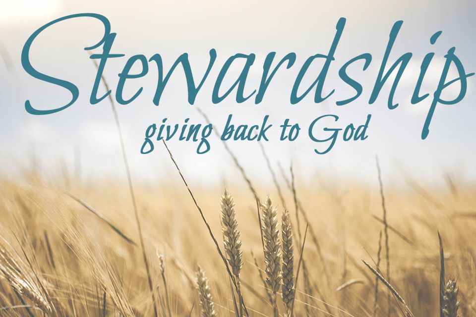 Stewardship wheat 1845835