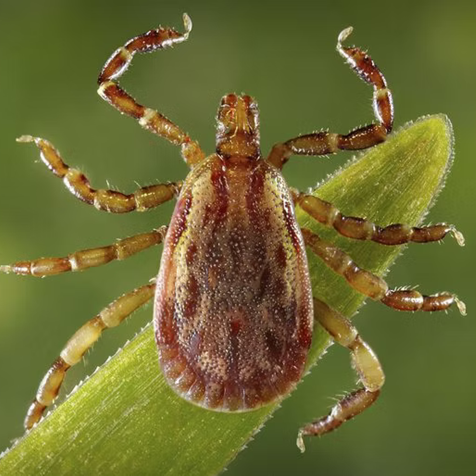 Pest9