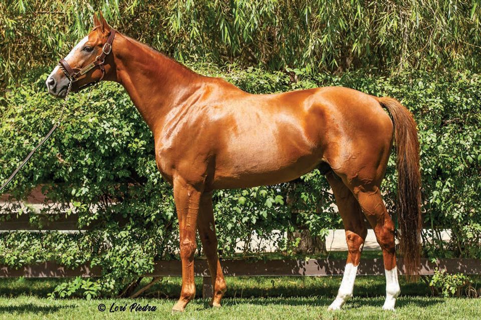 Horse 1