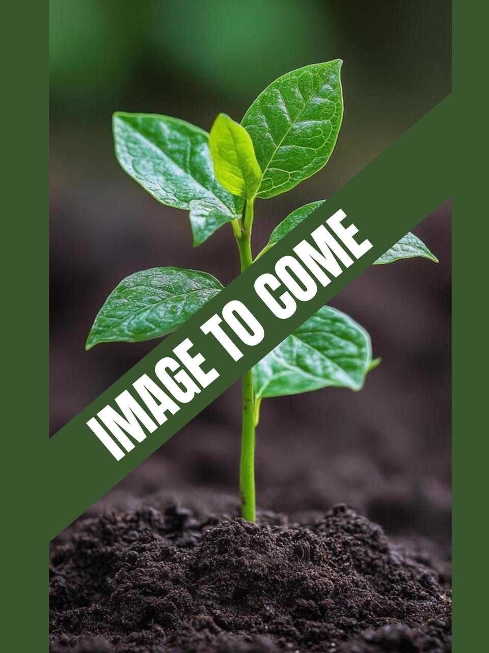 Image to come