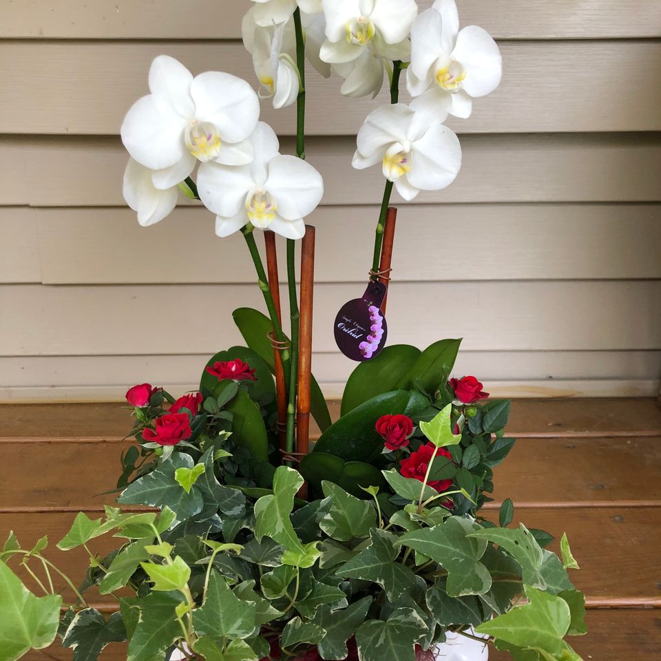 Lf plants1