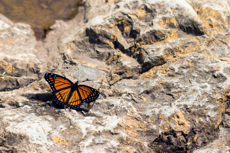 Monarch Butterfly