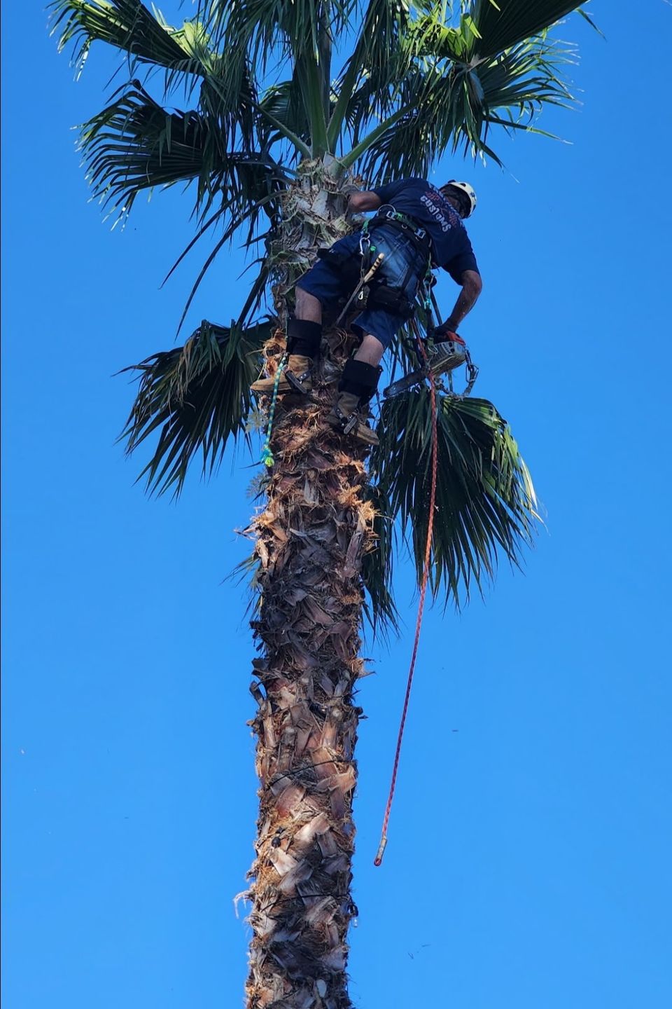 Healthy Mexican Fan Palm following a professional canopy prune by Above It All Tree Care in Northern California.