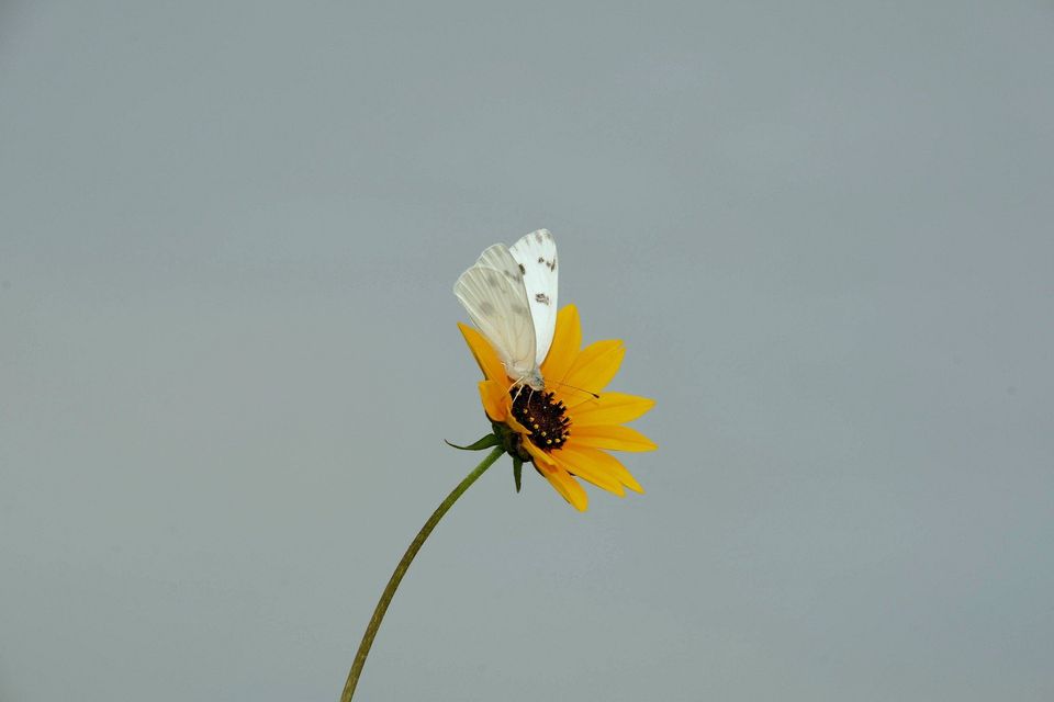 Butterfly g9bc03c4e3 1920