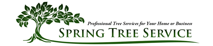 Spring Tree Service & Maintenance