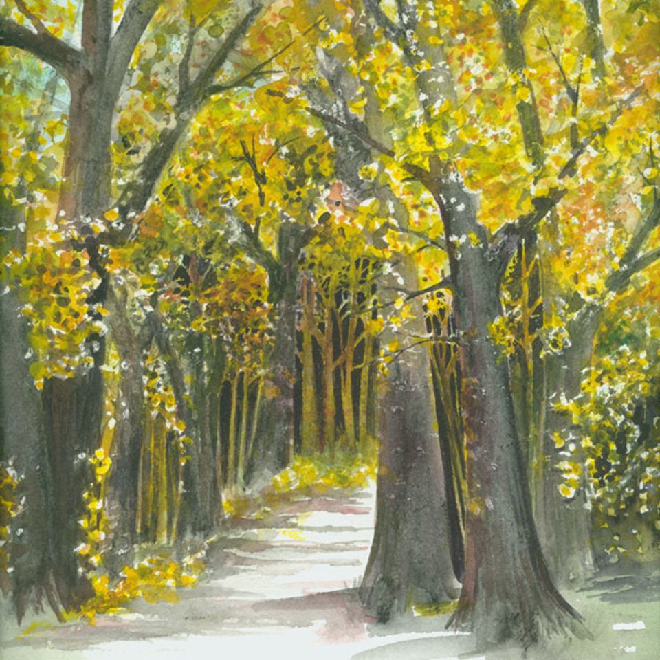 Autmn in the woods