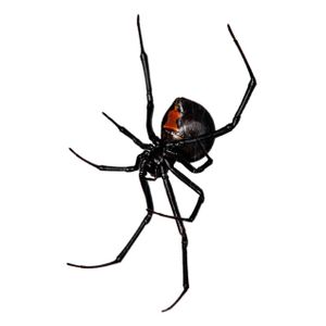 Blackwidowspider