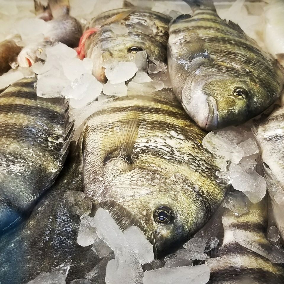 Sheepshead