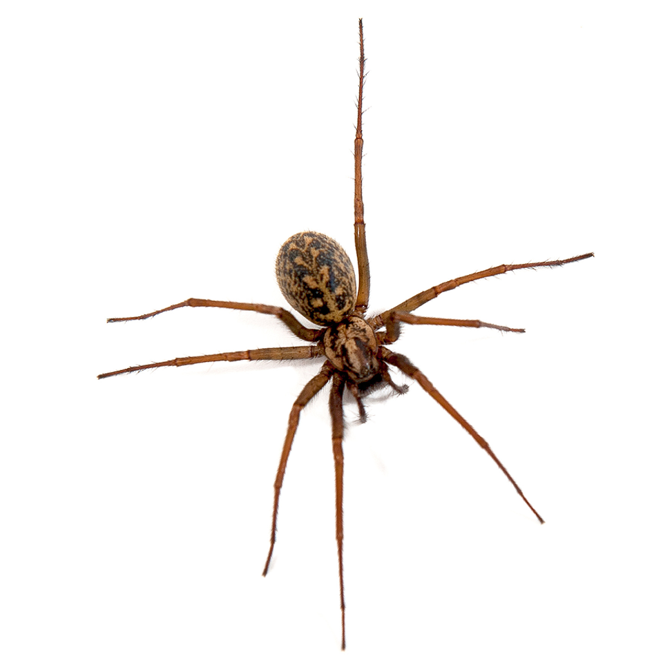 Spiders gallery3