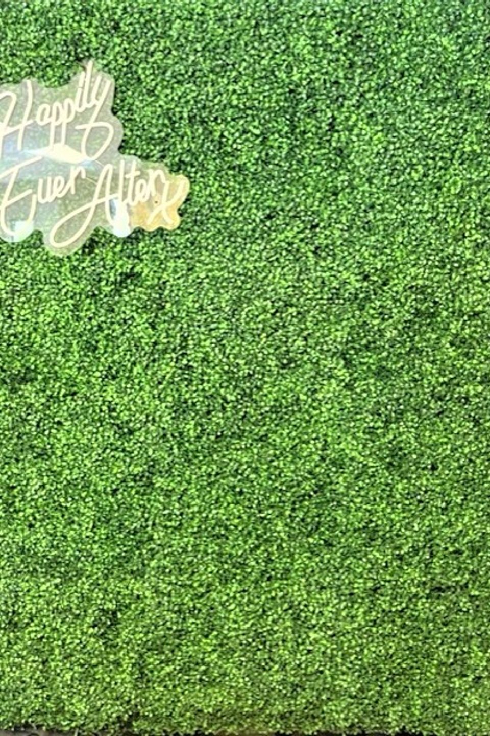 Boxwood back drop