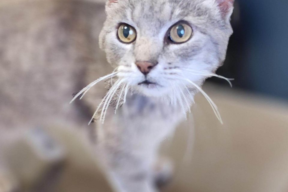 Getattachmentthumbnail (1)