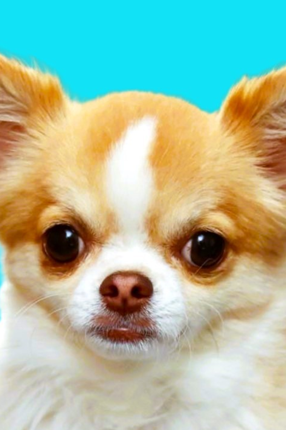 Rascal