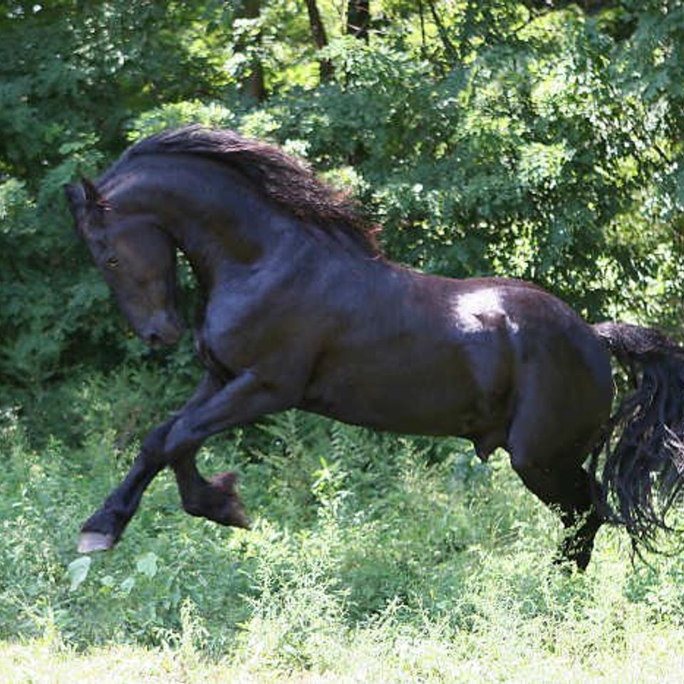 Beautiful horse
