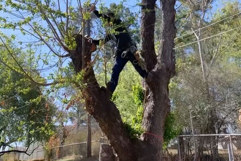 About Highland Lakes Tree Services LLC