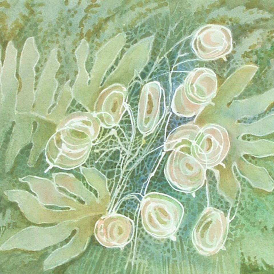 Seedpods
