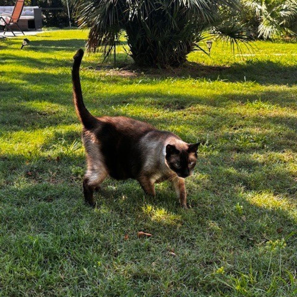 Siamese cat