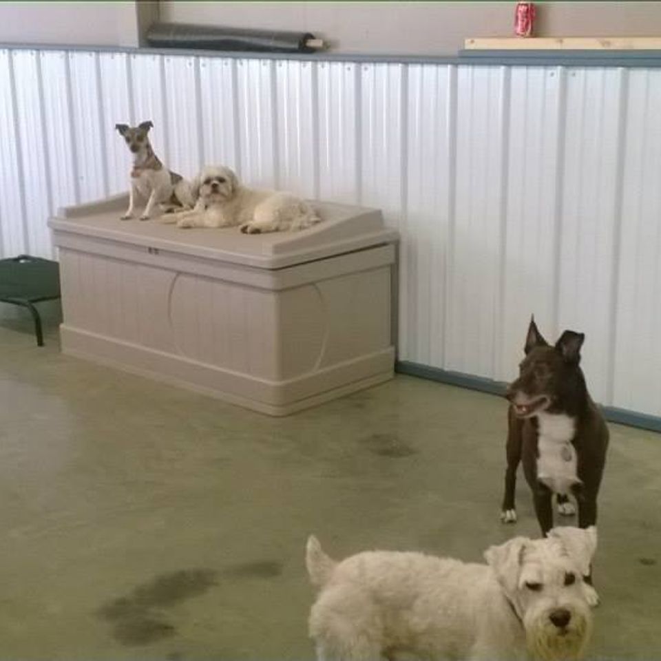A Dog's Day Out Daycare, Boarding and Grooming