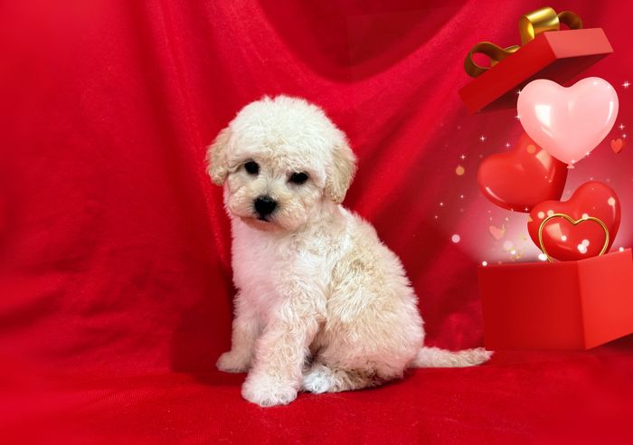 Maltipoo puppy photo from Dan’s Maltipoo Puppies in South Bay Area California