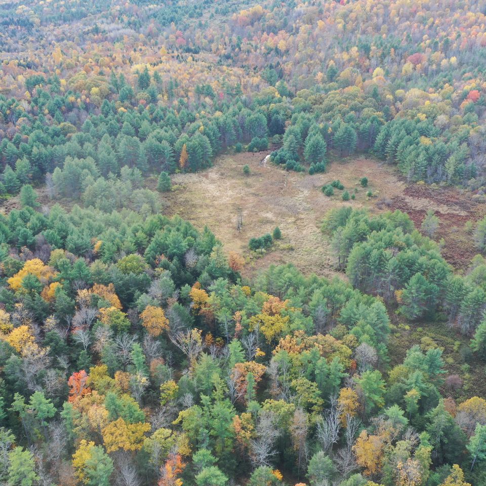 2023 arial drone looking at forest drainage