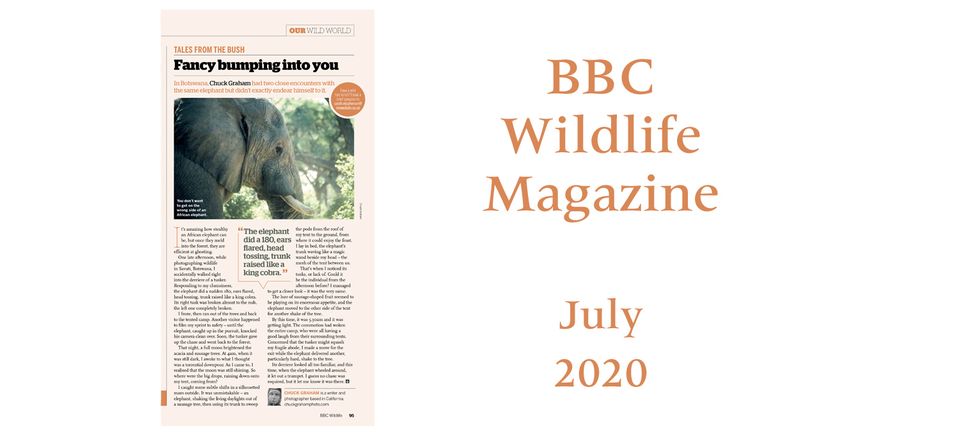 Bbc wildlife elephant july 2020