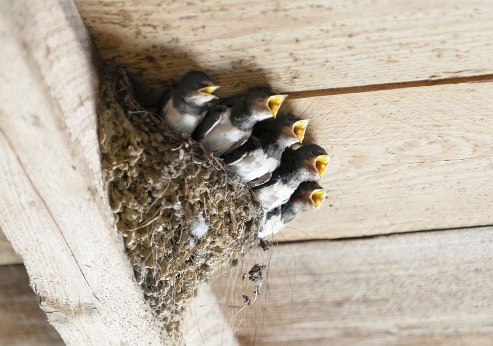 Swallows e836b7082a 1920