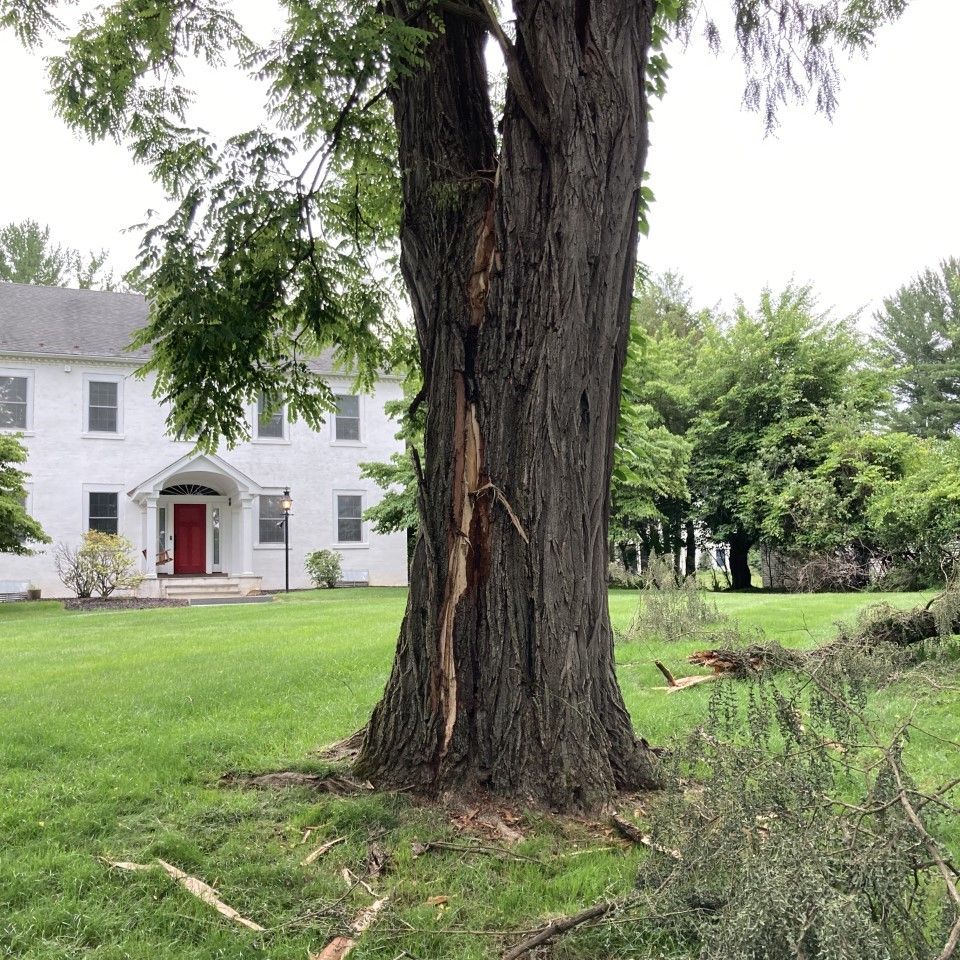 Tree struck by lightinig