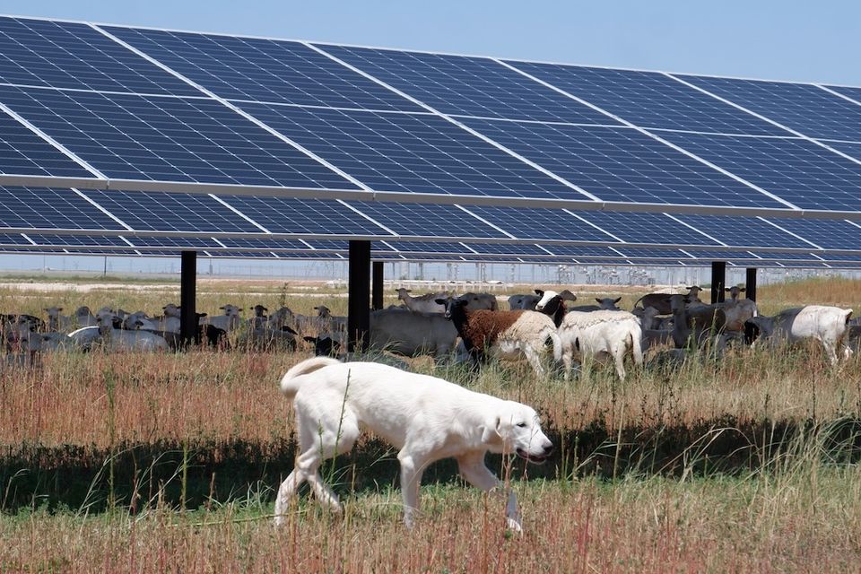 Solar power vesper texas sheep dogs